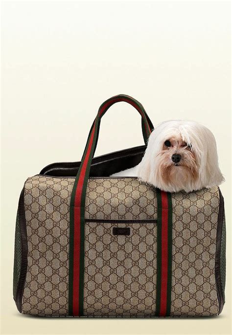 fake gucci pet carrier|cat wearing gucci.